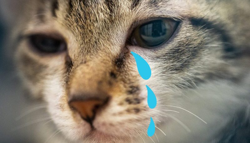 Ảnh mèo khóc chế