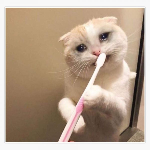 Ảnh mèo khóc đánh răng