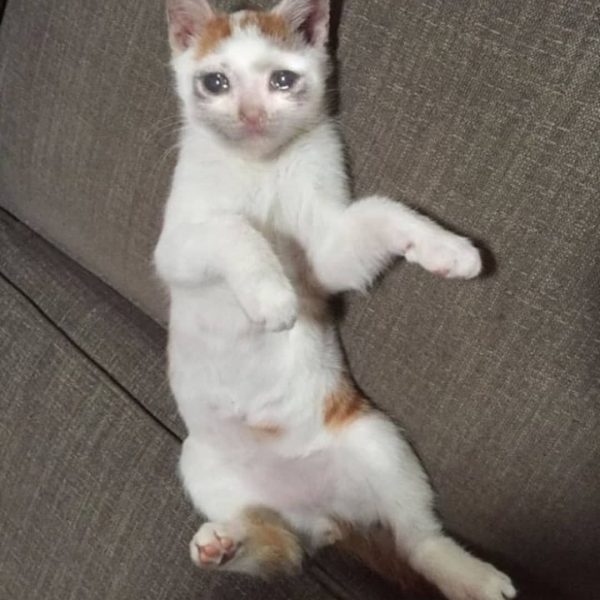 Ảnh mèo khóc mè nheo