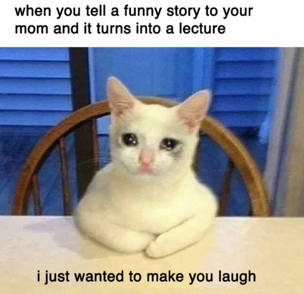 Ảnh mèo khóc meme bựa