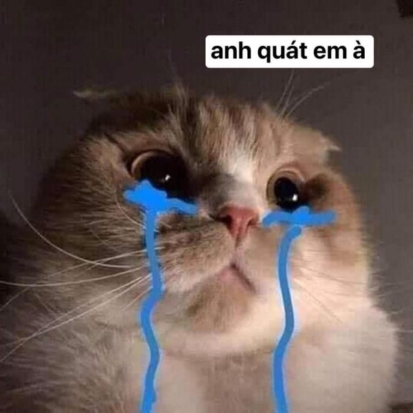 Hình mèo khóc cute