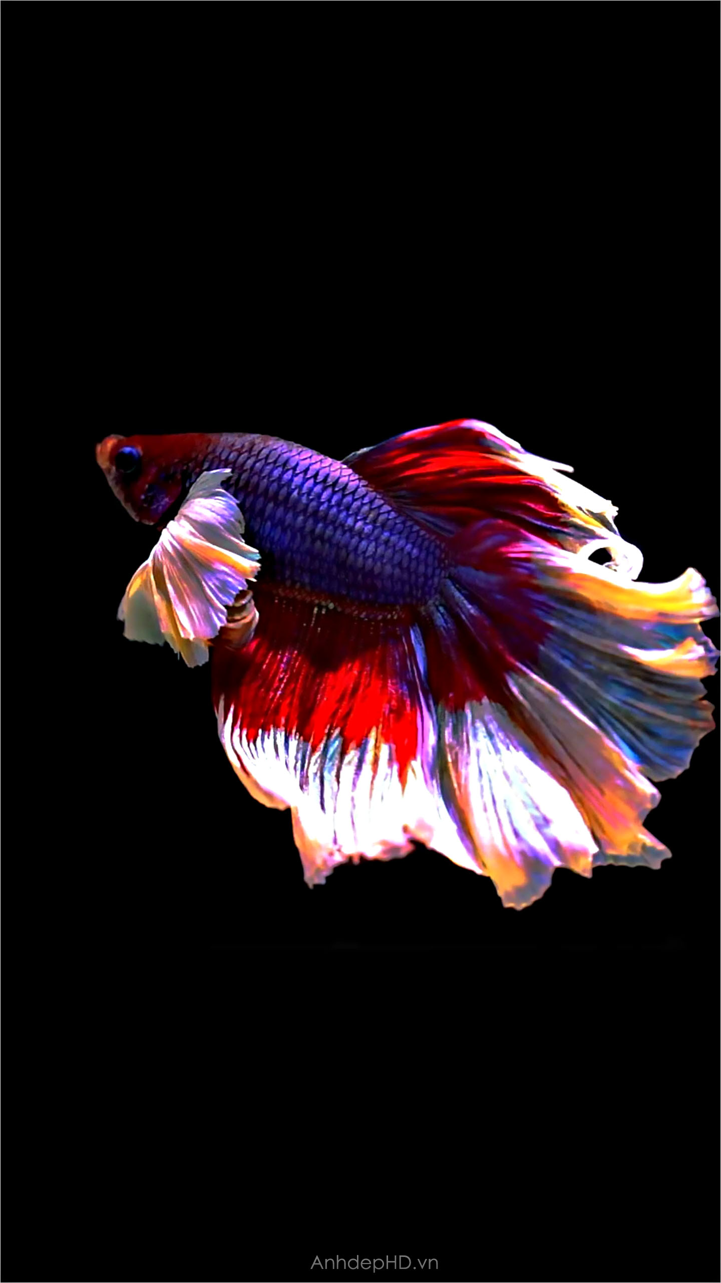 Koi Fish Video Wallpaper 3D - Ứng dụng trên Google Play