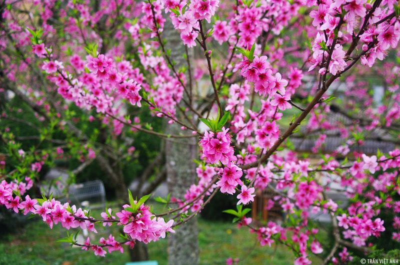 Ảnh cây Đào mùa xuân
