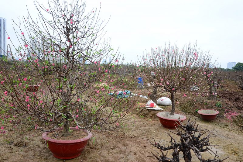 Ảnh cây Đào ngày Tết