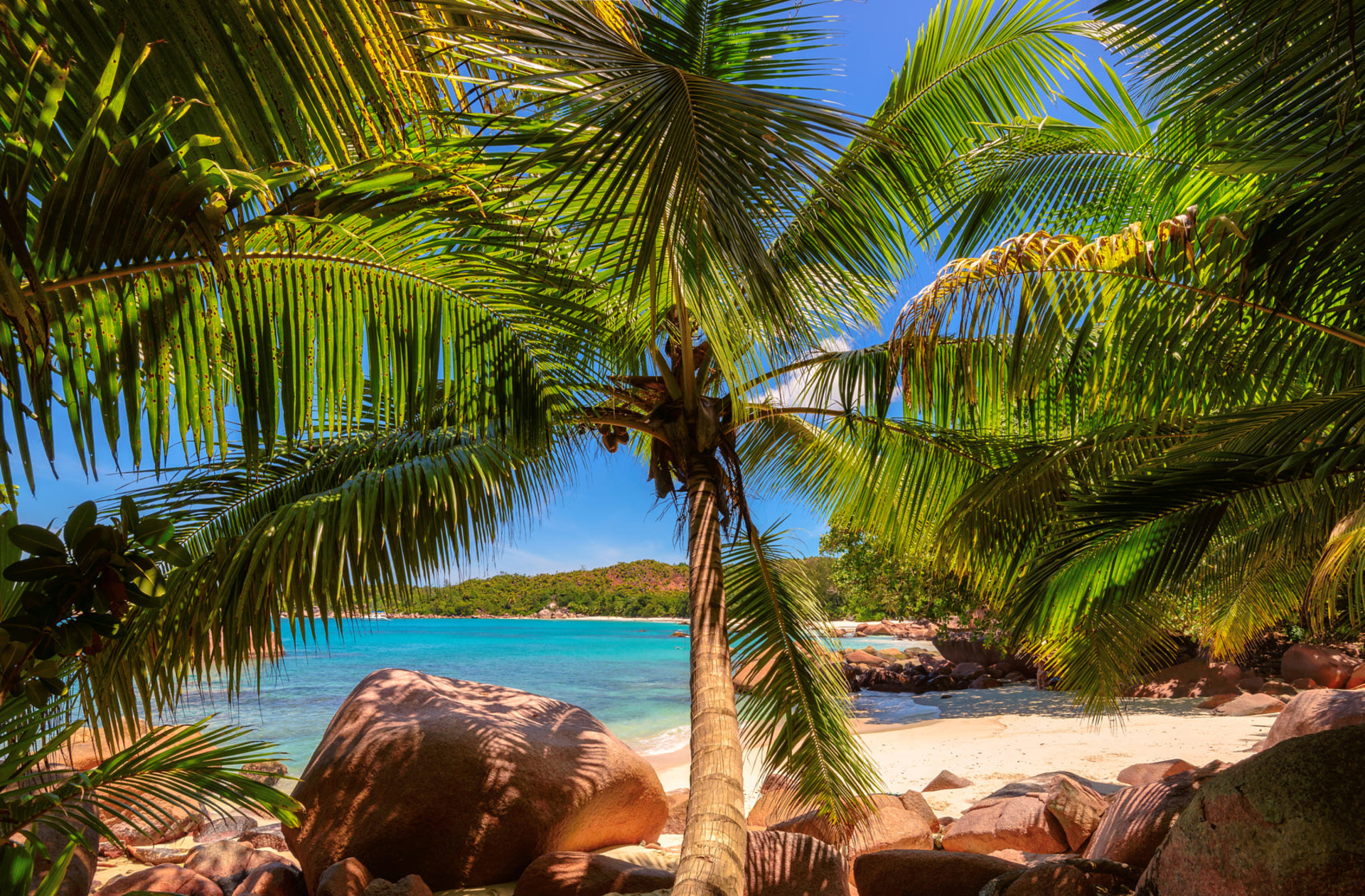 Hình nền Nền Phim Hoạt Hình Phong Cảnh Cây Dừa Bãi Biển Nền, Bờ Biển, Biển, Cây  Dừa Background Vector để tải xuống miễn phí - Pngtree