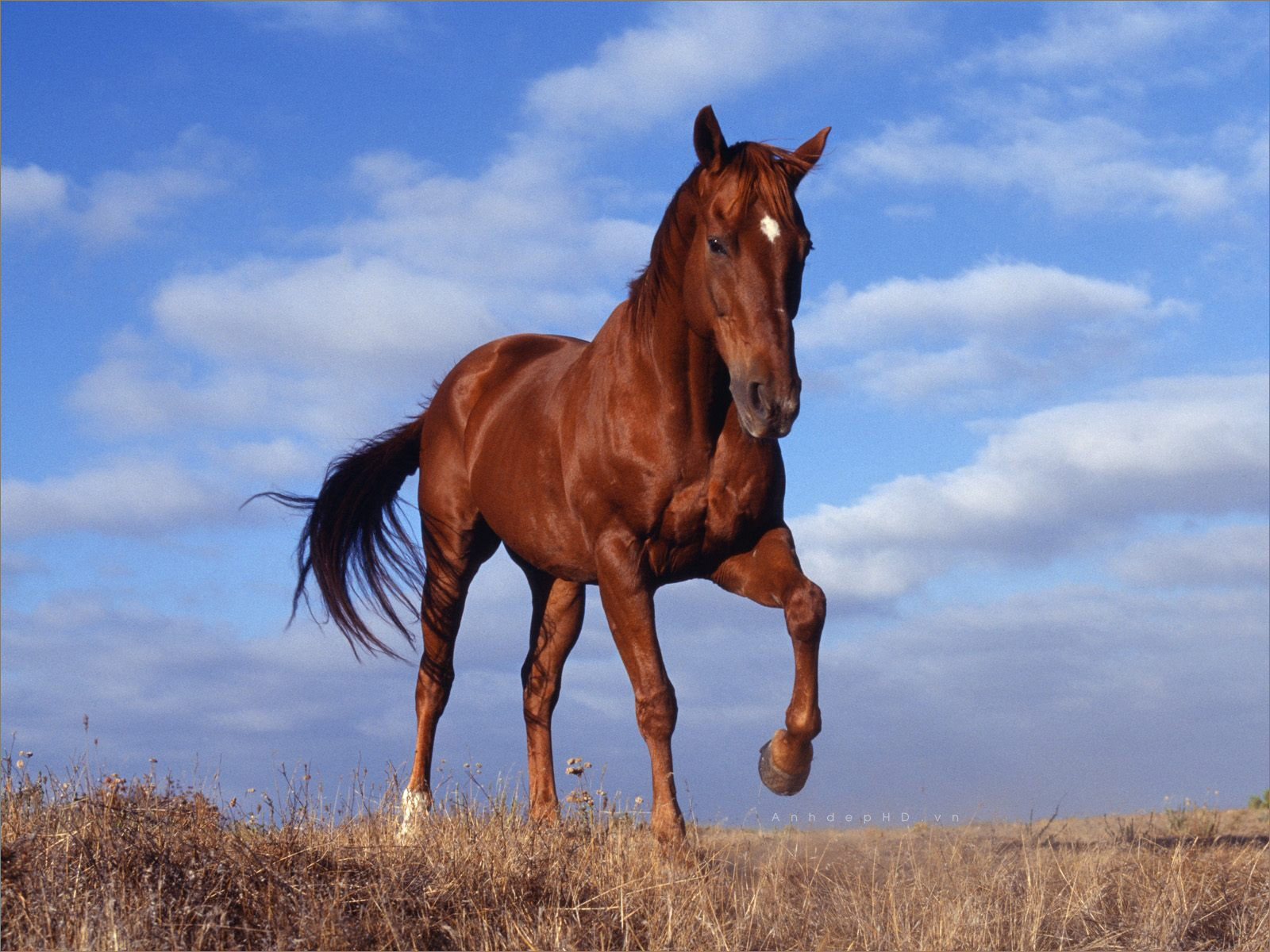888+ Hình Ảnh Con Ngựa Đẹp Uy Dũng Đẹp Như Một Chiến Thần