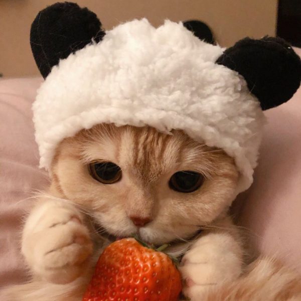 ảnh mèo cute đội mũ ăn dâu tây dễ thương