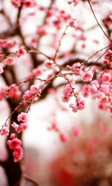Ảnh nền cây đào nở ngày tết sặc sỡ sắc hồng
