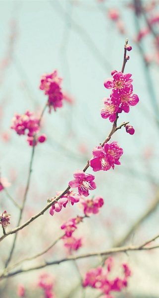 Hình ảnh cây đào đẹp chụp ngày gần tết