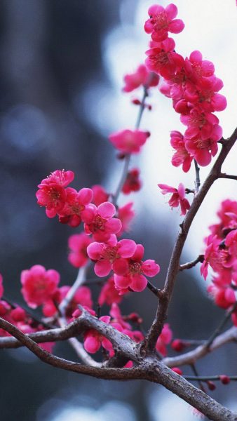 Hình ảnh cây đào đẹp mãn nhãn ngày tết