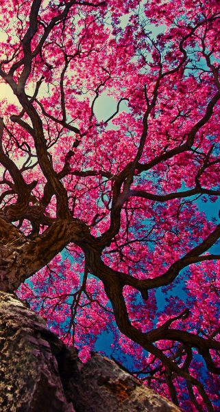 Hình ảnh cây đào hồng rực rỡ nhìn từ dưới