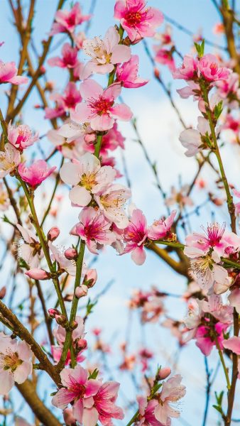 Hình ảnh cây đào nở hoa vào ngày chớm xuân 4K
