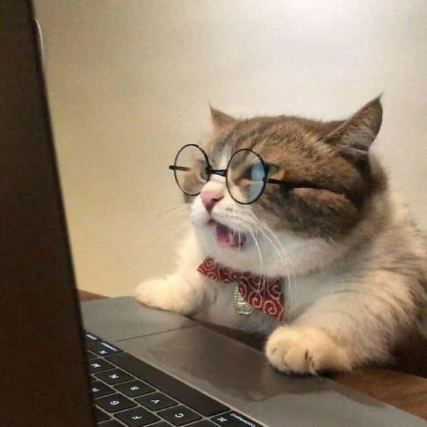 hình ảnh con mèo cute ngầu đeo kính ngồi xem laptop