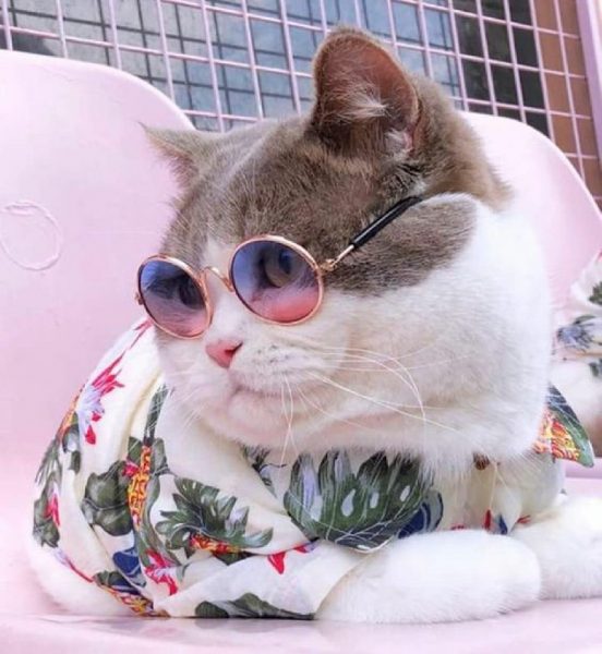 hình ảnh mèo cute ngầu đeo kính phong cách quý ông