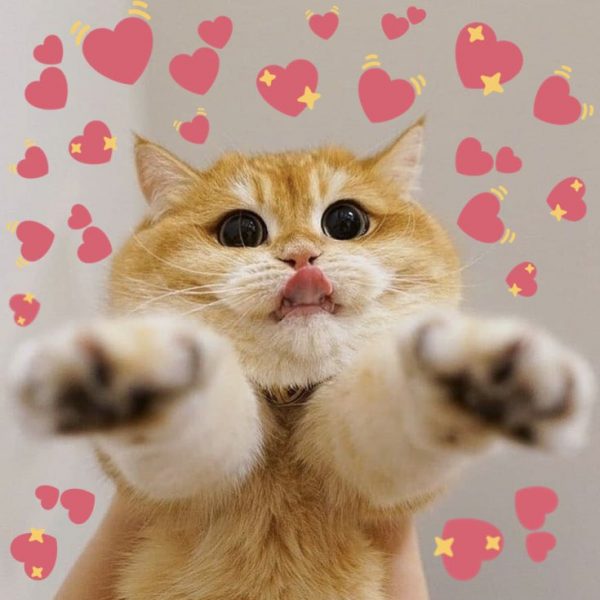 hình ảnh mèo cute ngầu thè lưỡi giơ tay trái tim đáng yêu