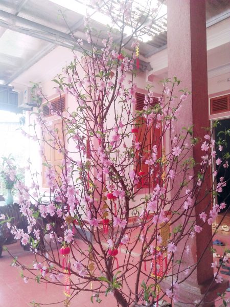Cây hoa đào chưng tết đẹp