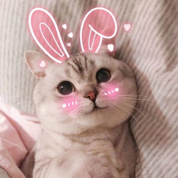 hình cute mèo tai thỏ má hồng ngượng ngùng