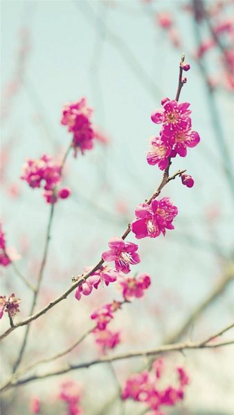 Hình nền cây đào nhật tân đang khoe mình dưới gió